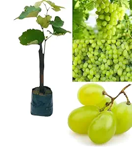 Thompson Seedless Black Grape (થોમ્પસન સીડલેસ કાળી દ્રાક્ષ)